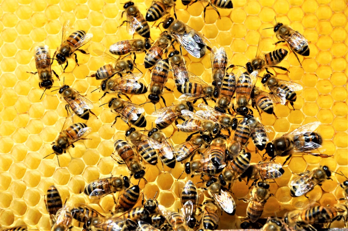Τι συμβαίνει όταν σας τσιμπάει μια μέλισσα ή μια σφήκα. Κίνδυνοι & Συμπτώματα.
