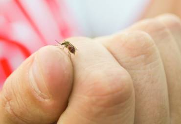 Τα έντομα «βαμπίρ» που ζουν ανάμεσά μας!κουνούπια, κοριοί, ψύλλοι, τσιμπούρια & ακάρεα.